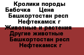 Кролики породы “Бабочка“ › Цена ­ 1 000 - Башкортостан респ., Нефтекамск г. Животные и растения » Другие животные   . Башкортостан респ.,Нефтекамск г.